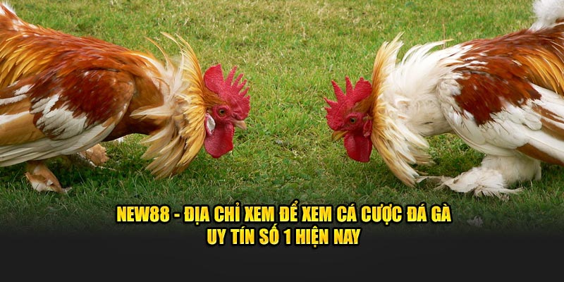 NEW88 - Địa chỉ xem để xem cá cược đá gà uy tín số 1 hiện nay